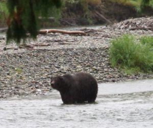 14 bent ear (Bear Viewing on the Bella Coola River)