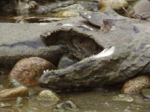17 river 4 rotten salmon 1 (Bear Viewing on the Bella Coola River)