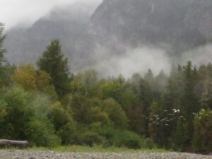 18 river 5 gulls (Bear Viewing on the Bella Coola River)