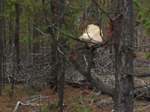 2 mushroom drying (Housewarming Party at Ginty Creek)