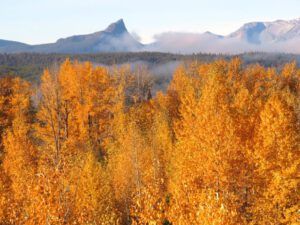 20 cottonwoods and finger peak (A Last Burst of Fall)