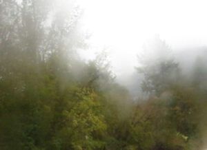 20 river 7 foggy lens (Bear Viewing on the Bella Coola River)