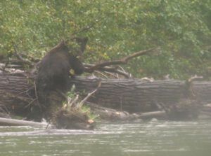 22 river 9 cocoa (Bear Viewing on the Bella Coola River)