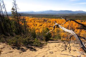 23 cottonwoods from dead tree lookout (A Last Burst of Fall)