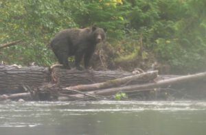 23 river 10 cocoa 2 (Bear Viewing on the Bella Coola River)