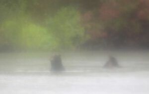 24 river 11 bears in river (Bear Viewing on the Bella Coola River)