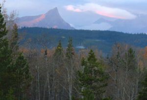 26 drab trees (A Last Burst of Fall)