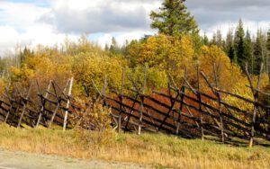 27 jack fence (Bear Viewing on the Bella Coola River)