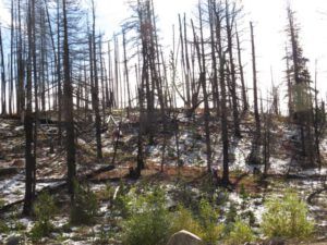 3 snow on pass (Bear Viewing on the Bella Coola River)