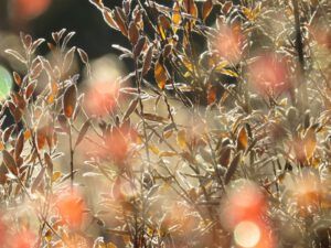 4 frost leaves 2 (A Last Burst of Fall)