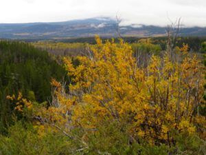 4 willow (Housewarming Party at Ginty Creek)