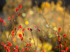 5 birch and xmas lights (A Last Burst of Fall)