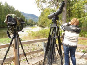 6 bear viewing station (Bear Viewing on the Bella Coola River)