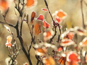 6 frost leaves 3 (A Last Burst of Fall)