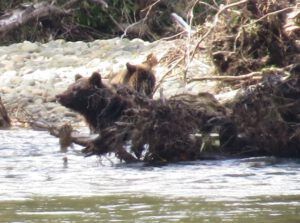 7 cocoa and cub (Bear Viewing on the Bella Coola River)