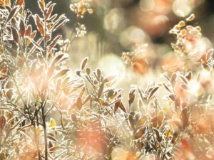 7 frost leaves 1 (A Last Burst of Fall)