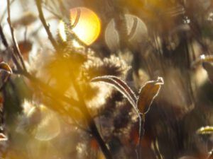 8 planets and willows (A Last Burst of Fall)