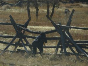 IMG_6574 (Bear Viewing on the Bella Coola River)
