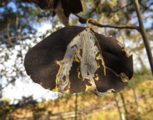 black leaf (Housewarming Party at Ginty Creek)