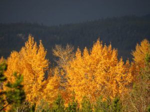 dark clouds (A Last Burst of Fall)