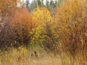 party walk 2 (Housewarming Party at Ginty Creek)