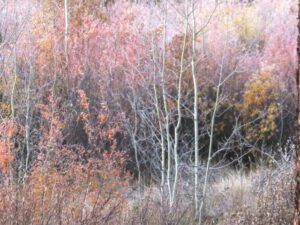 pastel frost colours (Housewarming Party at Ginty Creek)