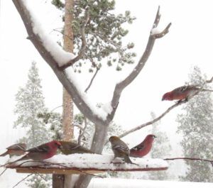 1 first snow (Why I Am Too Busy to Post)