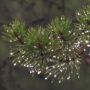 1 rain (Winter Comes to Ginty Creek)