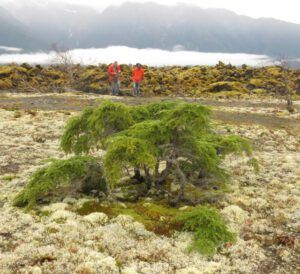 10 bonsai hemlock (Highway 16 Book Tour – Nisga’a Lava beds.)