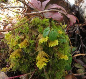 12 moss (Highway 16 Book tour – Home Stretch)