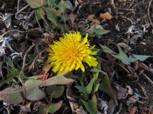 13  dandelin (Winter Comes to Ginty Creek)