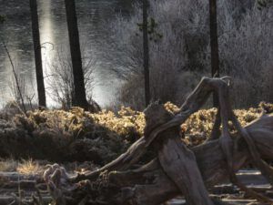 1a frost after rain (Winter Comes to Ginty Creek)