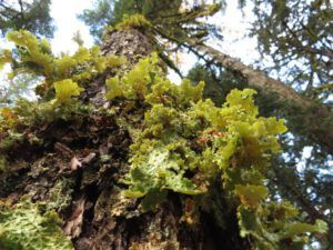1b lichen, terrace (Highway 16 Book Tour – Nisga’a Lava beds.)