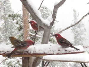 2 feeder outside window in snow (Early Winter Birds at Ginty Creek)