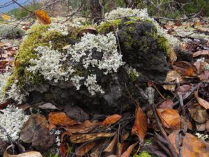 3 c edge of lava 2 (Highway 16 Book Tour – Nisga’a Lava beds.)