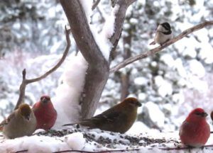 3 chickadee hopeful (Early Winter Birds at Ginty Creek)