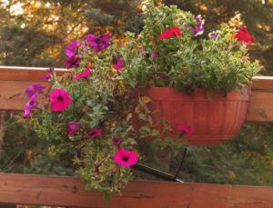 3 petunias (Highway 16 Book Tour – Heading North)