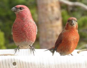 4 gross and cross 2 (Early Winter Birds at Ginty Creek)