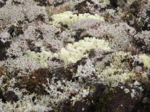 4 lichens (Highway 16 Book Tour – Nisga’a Lava beds.)
