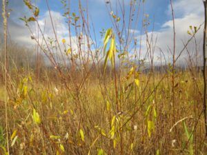5 kispiox marsh (Highway 16 Book tour – Home Stretch)