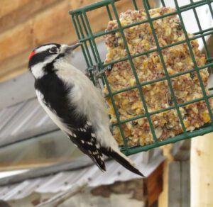 6 downy and house (Early Winter Birds at Ginty Creek)