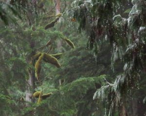 7 dripping forest (Highway 16 Book Tour – Nisga’a Lava beds.)