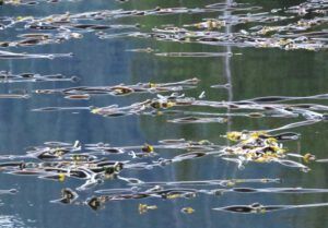 8 kelp (Highway 16 Book Tour – Prince Rupert)