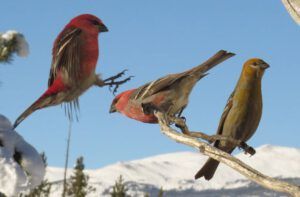 8 landing (Early Winter Birds at Ginty Creek)
