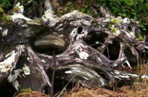 9 beached root (Highway 16 Book Tour – Prince Rupert)