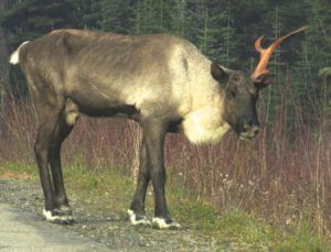 9 cariboo (Highway 16 Book tour – Home Stretch)