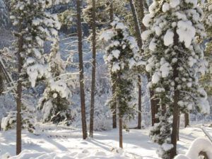 IMG_7491 (Winter Comes to Ginty Creek)