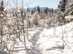 13 trail into sun (Christmas Day)