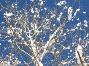 14 aspen pattern (Christmas Day)