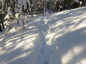15 trail in forest (Christmas Day)